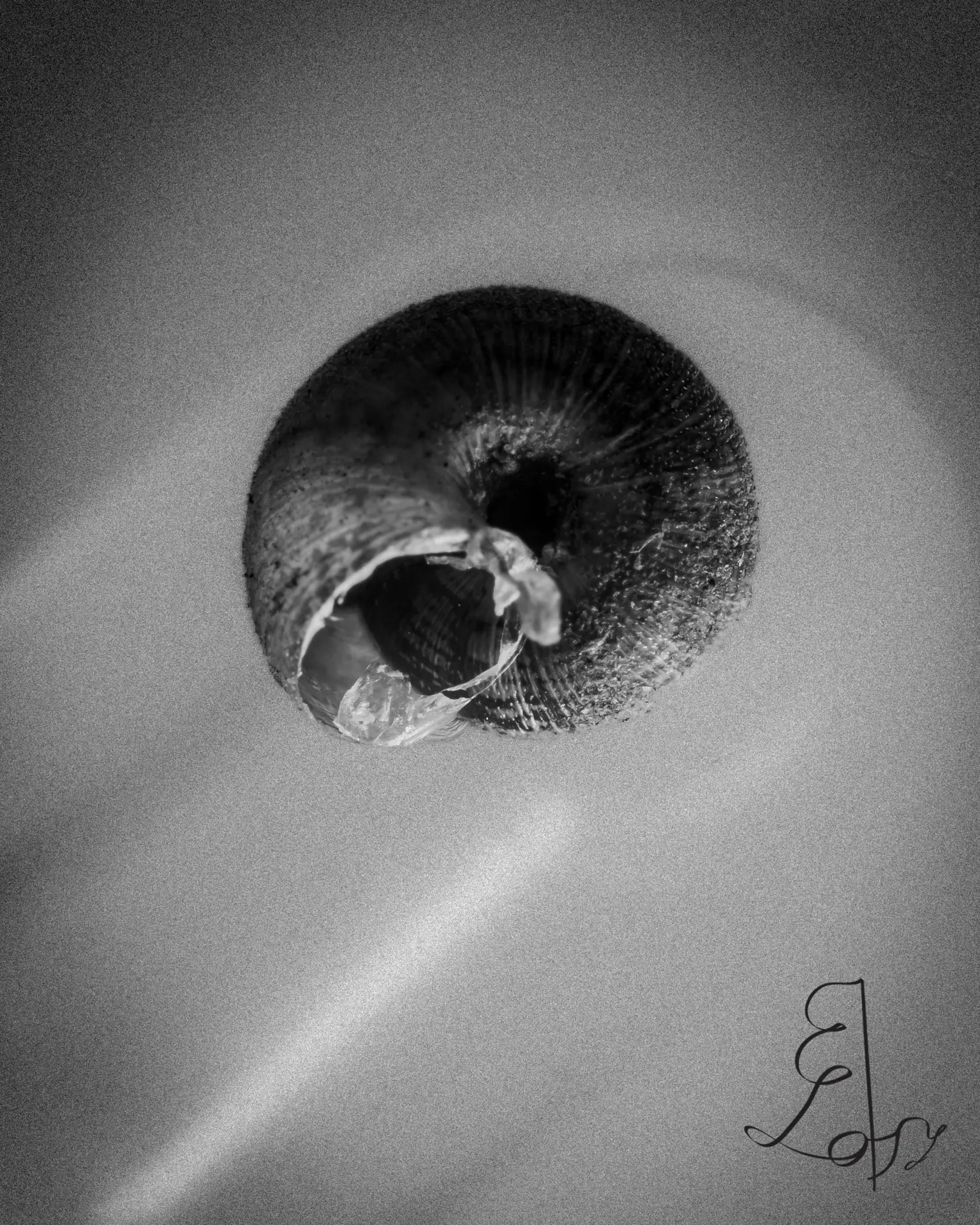 Muschel, Schwarzweiß