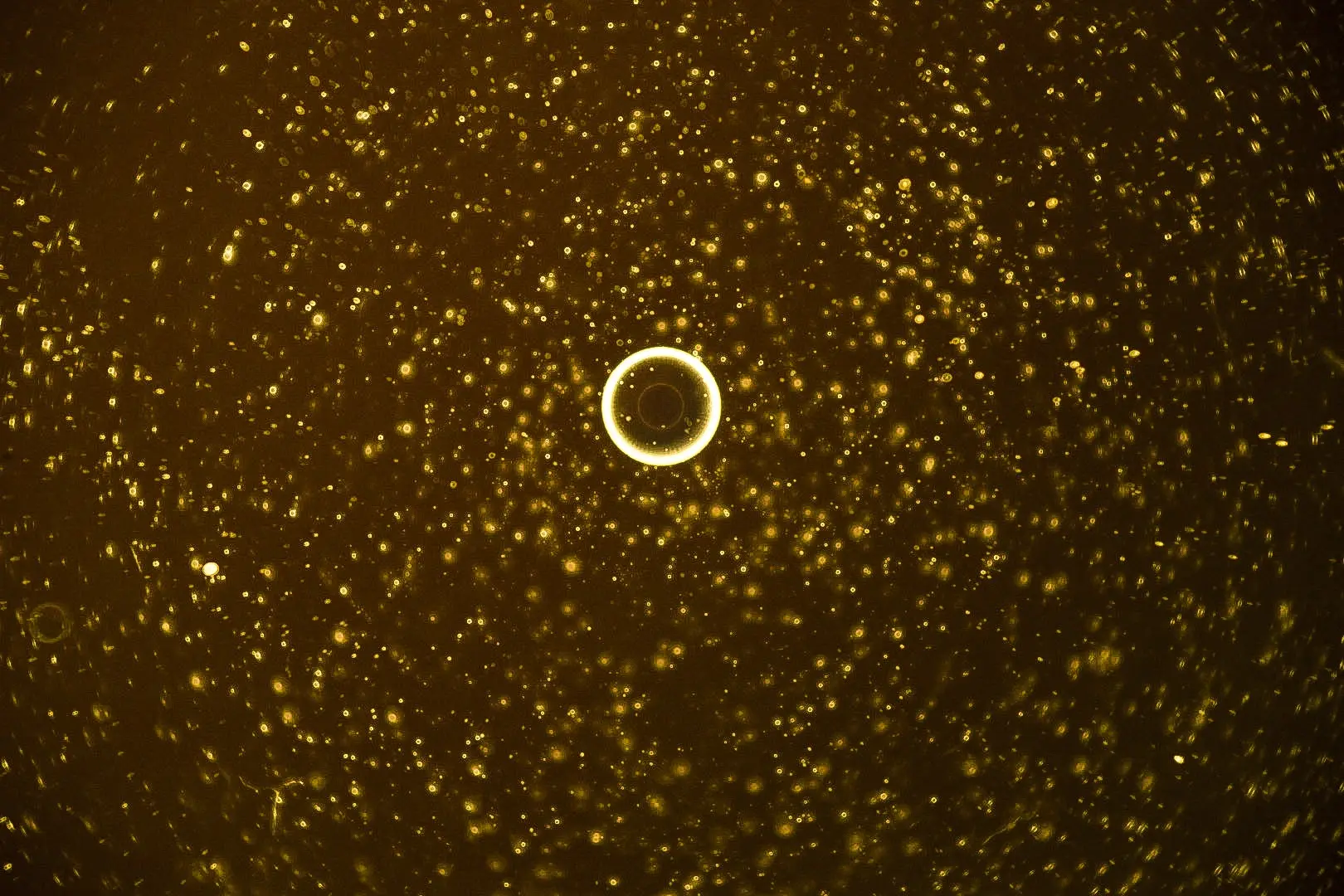 Abstrakte Makrofotografie mit Öl & Ringlicht – Galaxie im Tropfen