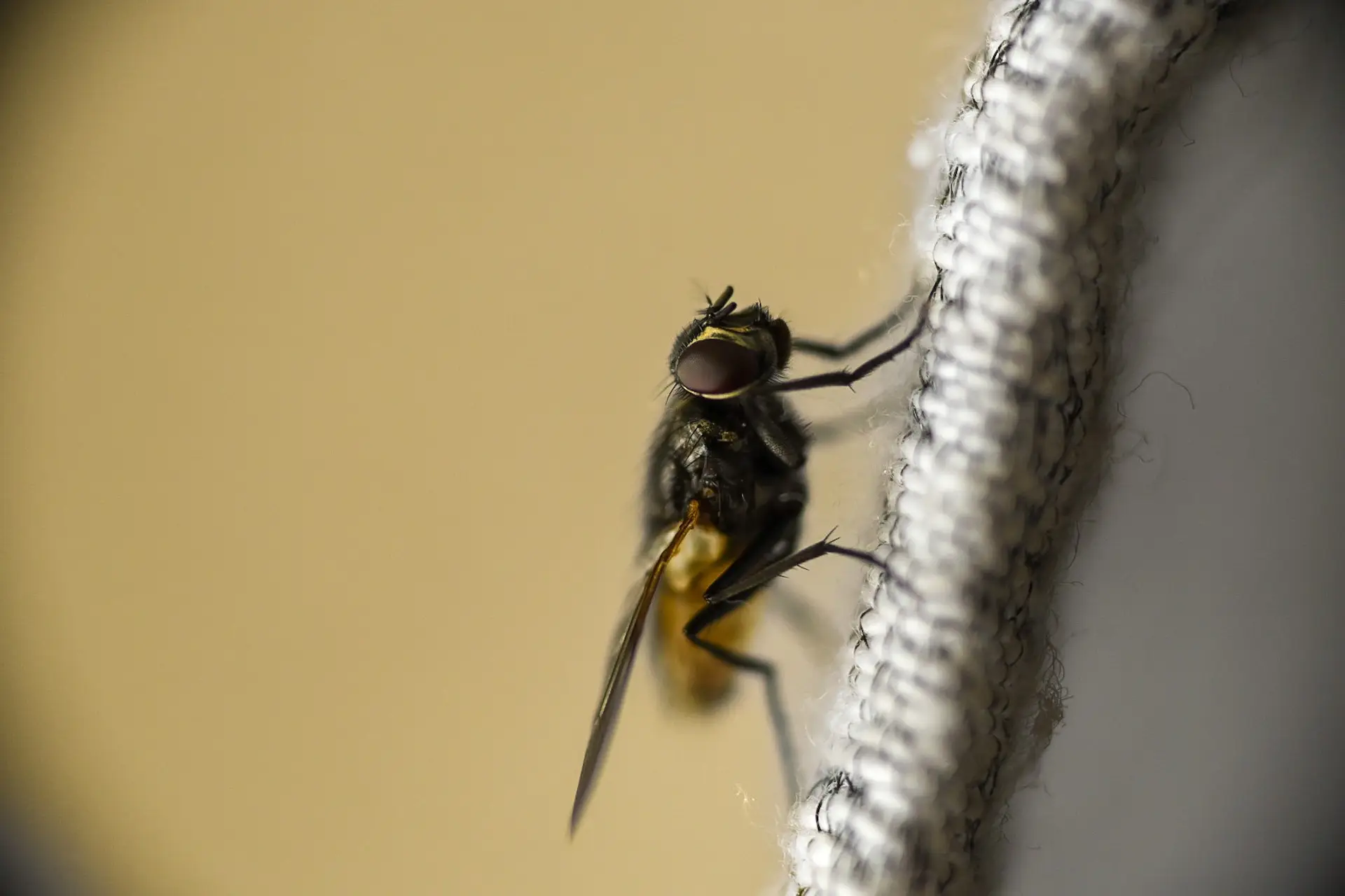 Makrofotografie: Eine Stubenfliege ganz nah